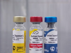 Вакцинация щенков препаратом Эурикан: назначение и способ применения. Эурикан для собак: инструкция к использованию Противопоказания и побочные действия