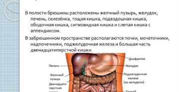 Самая крупная железа человека которая вырабатывает. Самая большая железа человека. Брюшная полость и брюшина