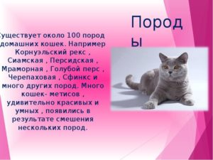 Сколько в мире котов и кошек. Сколько пород кошек существует в мире