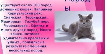 Сколько в мире котов и кошек. Сколько пород кошек существует в мире