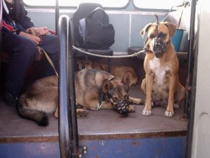 Можно ли перевозить собаку в городском автобусе. Правила перевоза животных разными видами транспорта. Подготовка собаки к перелёту