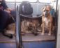 Можно ли перевозить собаку в городском автобусе. Правила перевоза животных разными видами транспорта. Подготовка собаки к перелёту