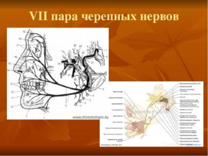 Восьмая пара черепных нервов. Черепные нервы I-VI пары