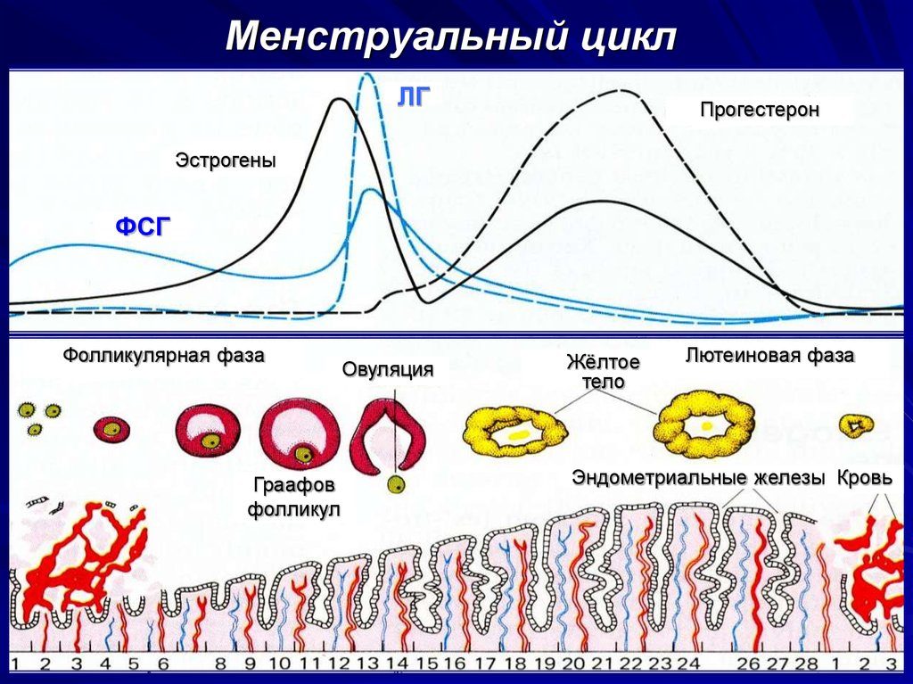 Может ли увеличиться цикл месячных. Менструальный цикл: норма, сбои, нарушения