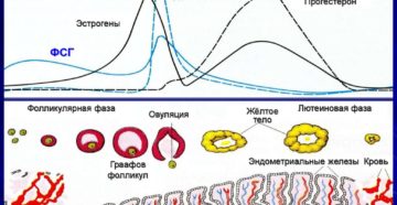 Может ли увеличиться цикл месячных. Менструальный цикл: норма, сбои, нарушения