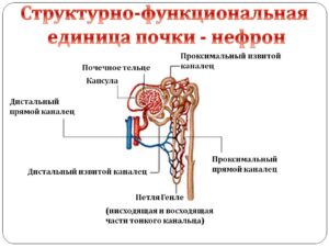 Какая структурная единица почки изображена на рисунке