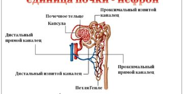 Опишите работу нефрона по следующему плану как плазма крови попадает в каналец нефрона