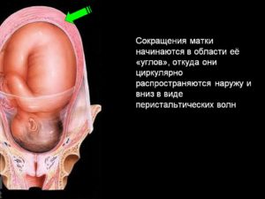 Сколько по времени сокращается матка после. Этапы сокращения матки. Как проявляются сокращения матки