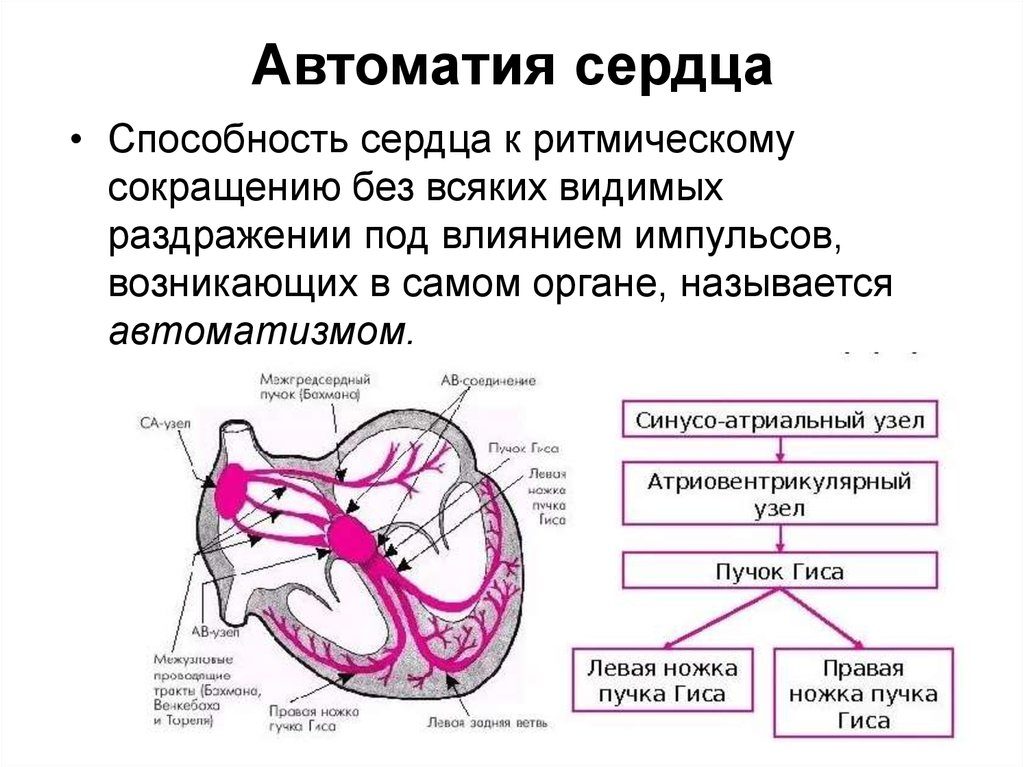 Механизм автоматии сердца презентация