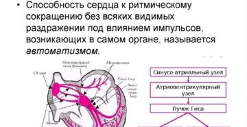 Автоматизм сердца. Автоматия сердца