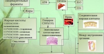 Как происходит расщепление жира в организме. Ферменты, расщепляющие жир в организме человека