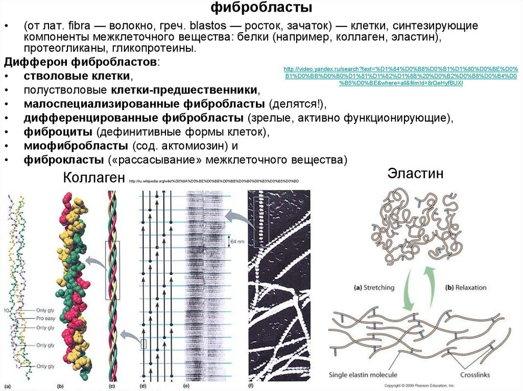 Фибробласты в косметологии. Фибробласты - это что такое? Клеточное омоложение фибробластами. Фибробласты, стволовые клетки и онкогенез