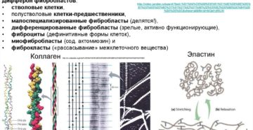 Фибробласты в косметологии. Фибробласты - это что такое? Клеточное омоложение фибробластами. Фибробласты, стволовые клетки и онкогенез